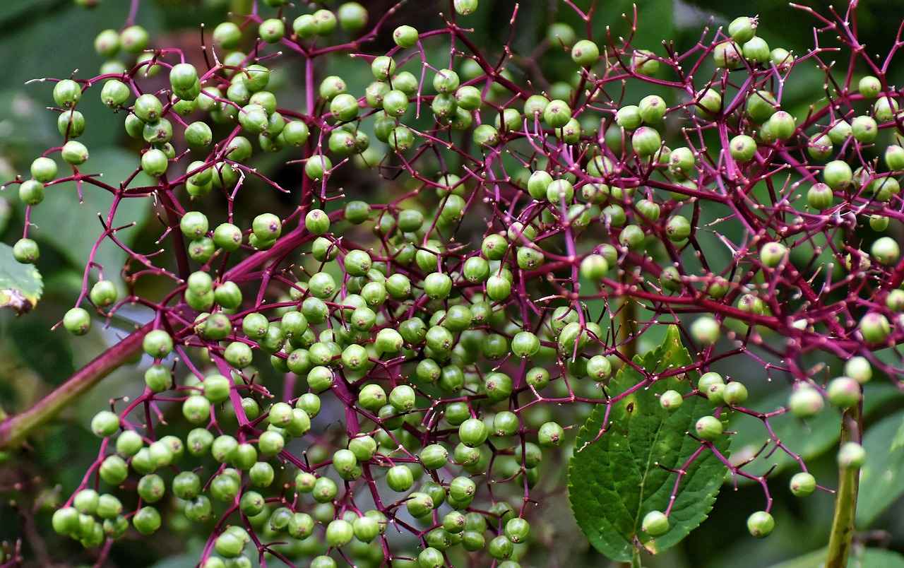 Types of Phone Holders