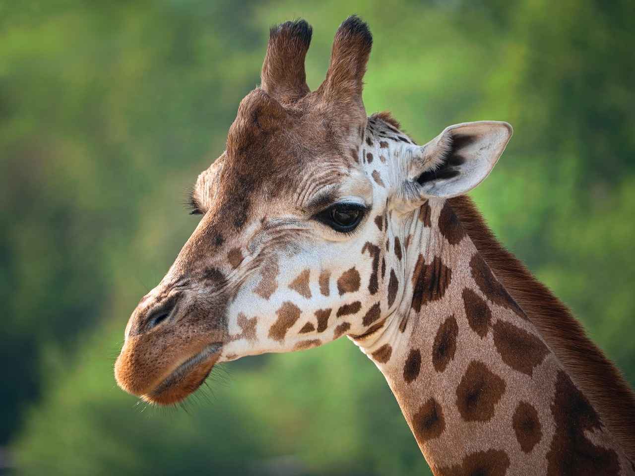 Neck Phone Holders: Are They Really Comfortable for Long-Term Use? 2 Benefits of Using Neck Phone Holders