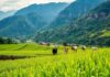 Exploring the World’s Most Unique Agricultural Tourism Destinations Exploring the World's Most Unique Agricultural Tourism Destinations