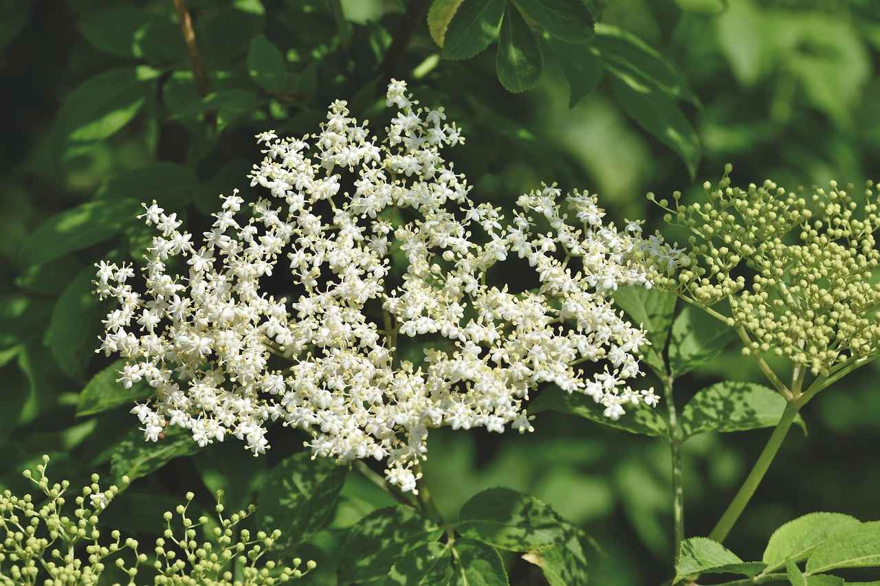 2. Key Features to Consider When Choosing a Phone Holder