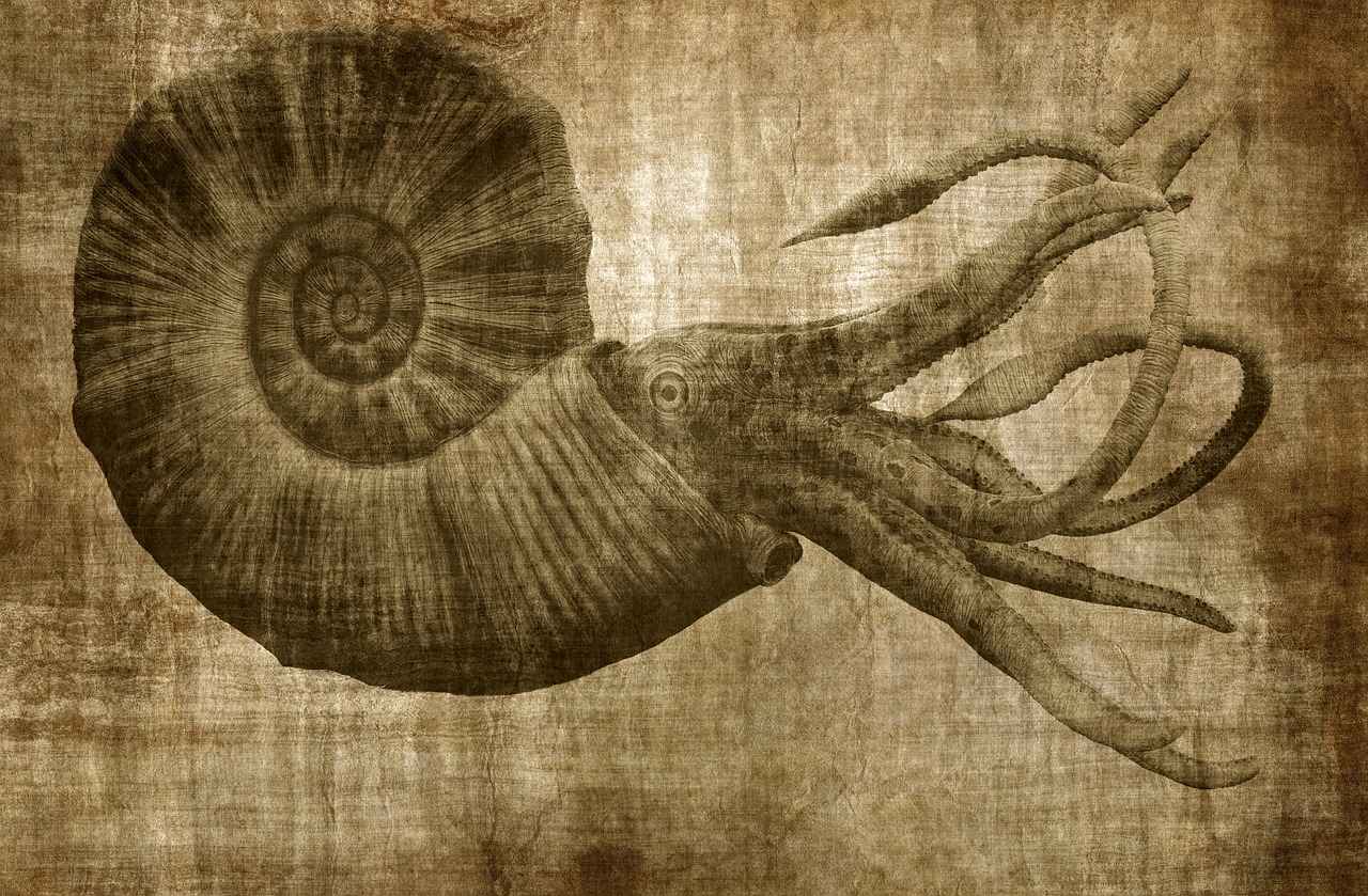 Where to Buy an Octopus Phone Holder